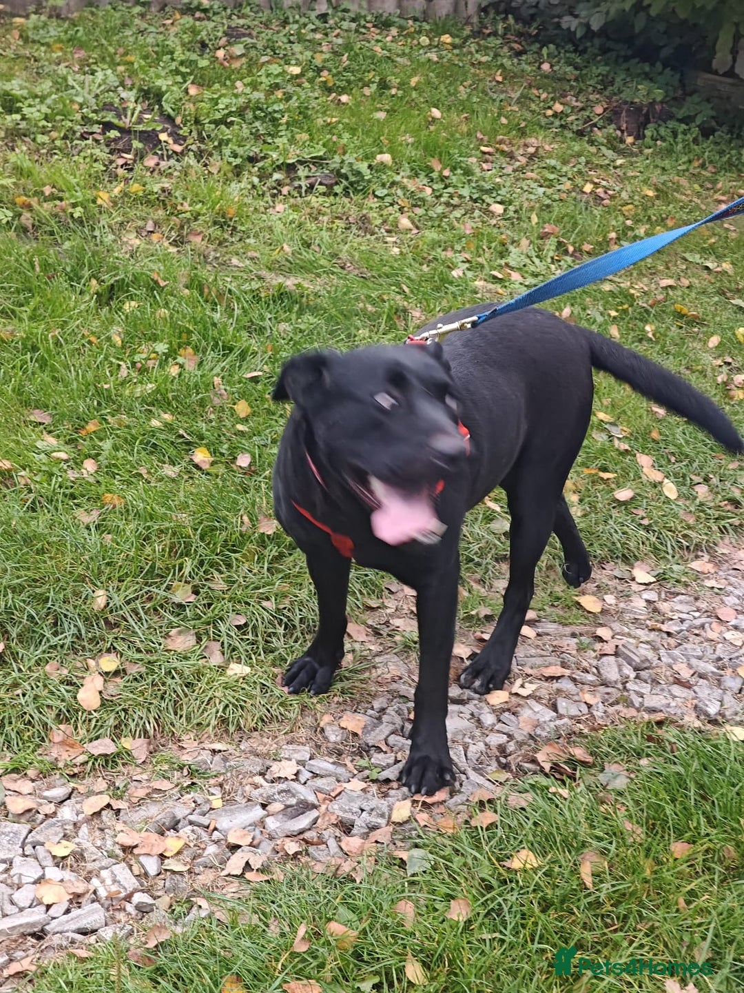 Mixed Breed dogs for adoption: ❤️NICOL❤️- Kind and Joyful 2-3 yo Labrador girl - Advert 19