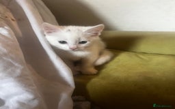 Domestic Shorthair cats for sale: Beautiful all white boy  - Image 6