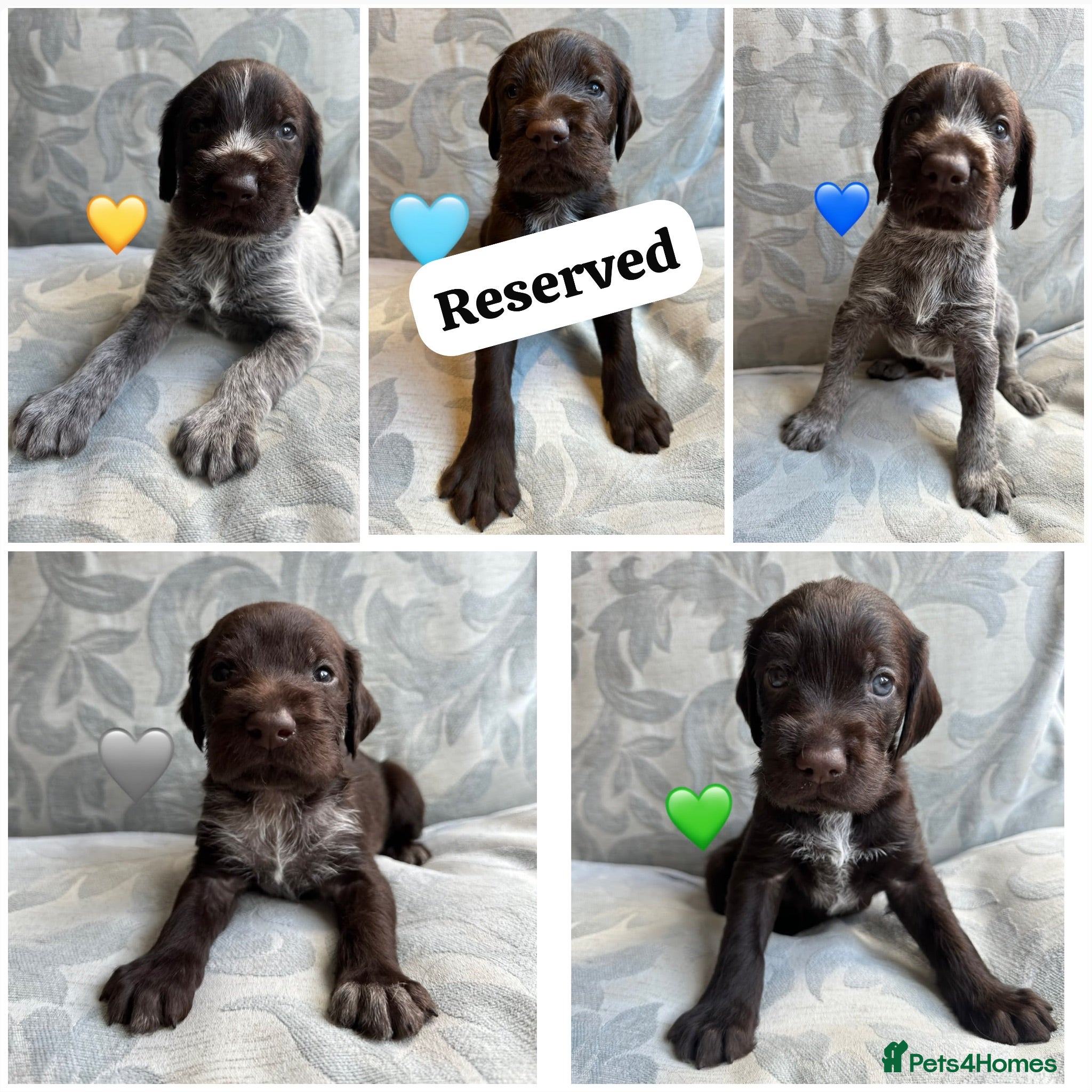 German Wirehaired Pointer dogs Kc reg german wirehaired pointer puppies for sale - Advert 10