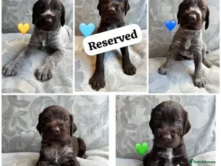 German Wirehaired Pointer dogs Kc reg german wirehaired pointer puppies for sale - Advert 10