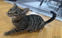 Mixed Breed cats for sale: Miss Susona  - Image 2