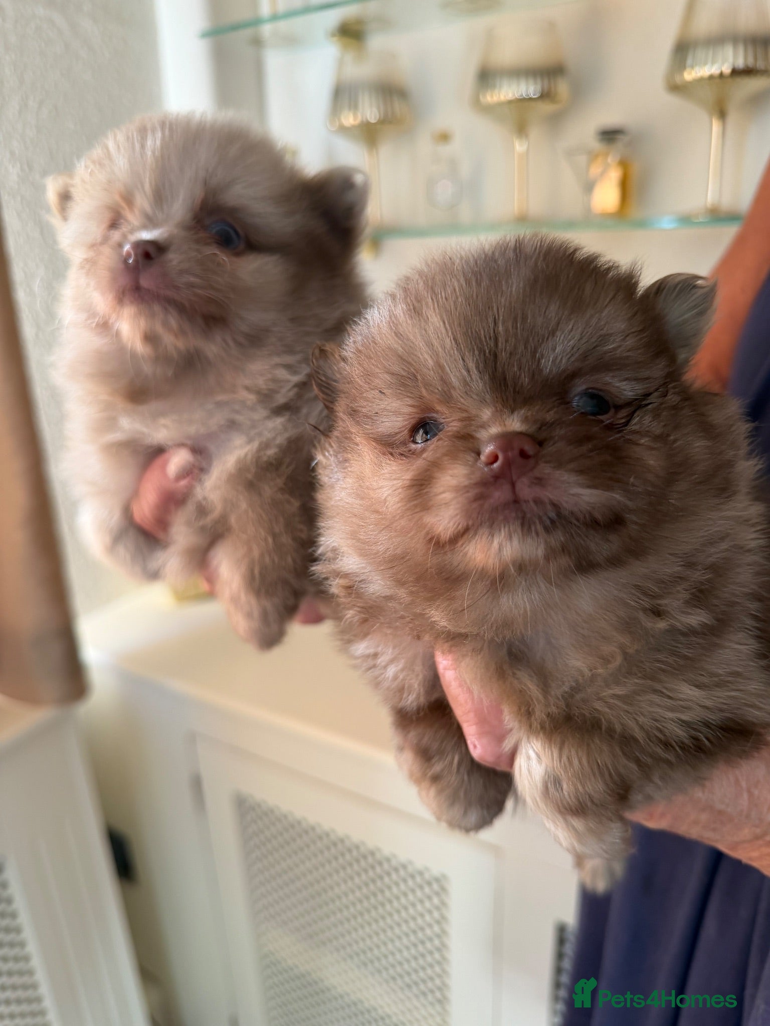 Pomeranian dogs BEAUTIFUL POMERANIAN PUPPIES - Advert 1