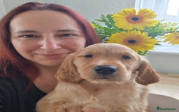 Golden Retriever dogs for sale: Red pups KC Registered Golden Retriever in Oxted - Image 1