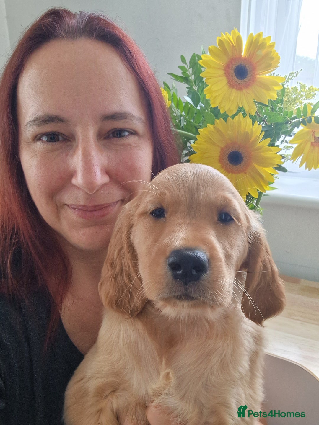 Golden Retriever dogs for sale: Red pups KC Registered Golden Retriever in Oxted - Image 1