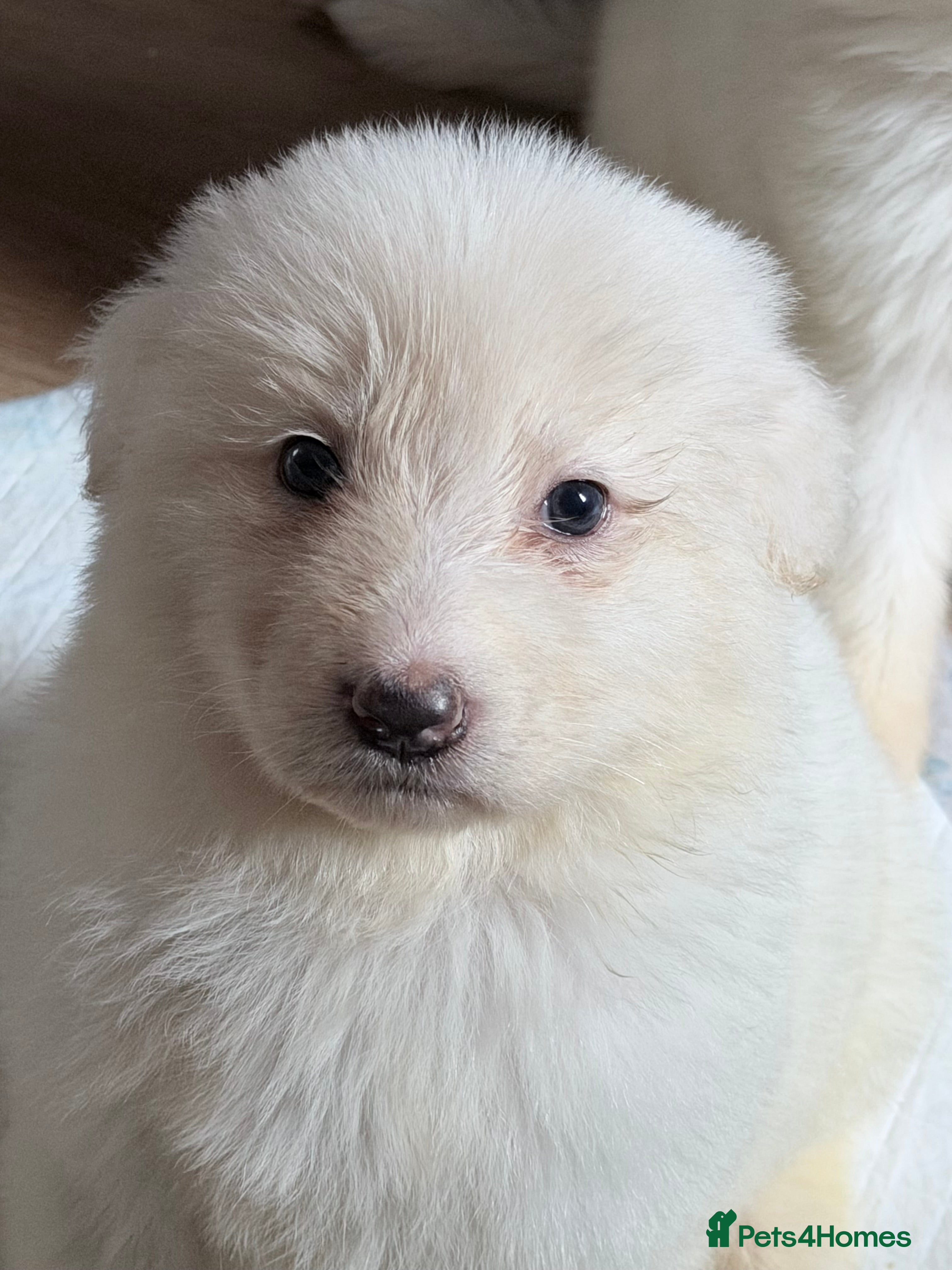 German Shepherd dogs ✨⭐️ready in 2 weeks- KC REGISTERED GSD PUPS⭐️✨ - Advert 3