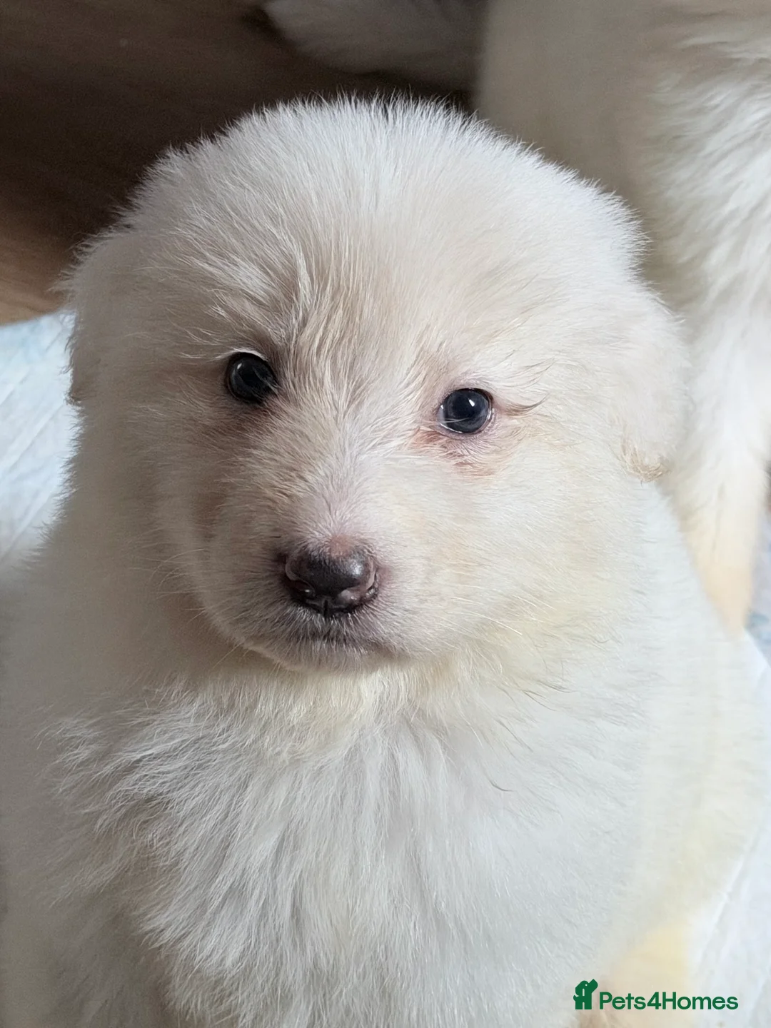 German Shepherd dogs for sale: ✨⭐️ready next week- KC REGISTERED GSD PUPS⭐️✨ - Advert 2