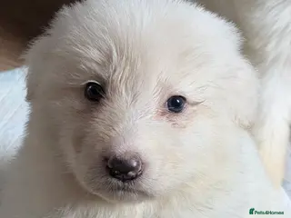 German Shepherd dogs ✨⭐️ready in 2 weeks- KC REGISTERED GSD PUPS⭐️✨ - Advert 3