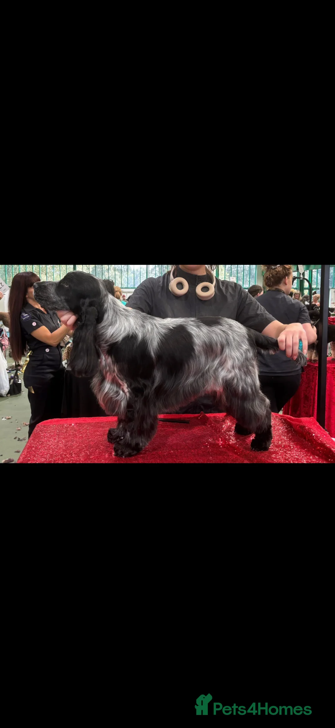 Cocker Spaniel dogs for sale: WAITLIST OPEN Show Cocker Spaniel Puppies  in Minehead - Advert 9