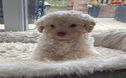 Cavapoo dogs for sale: Miniature poodle x cavapoo  - Image 2