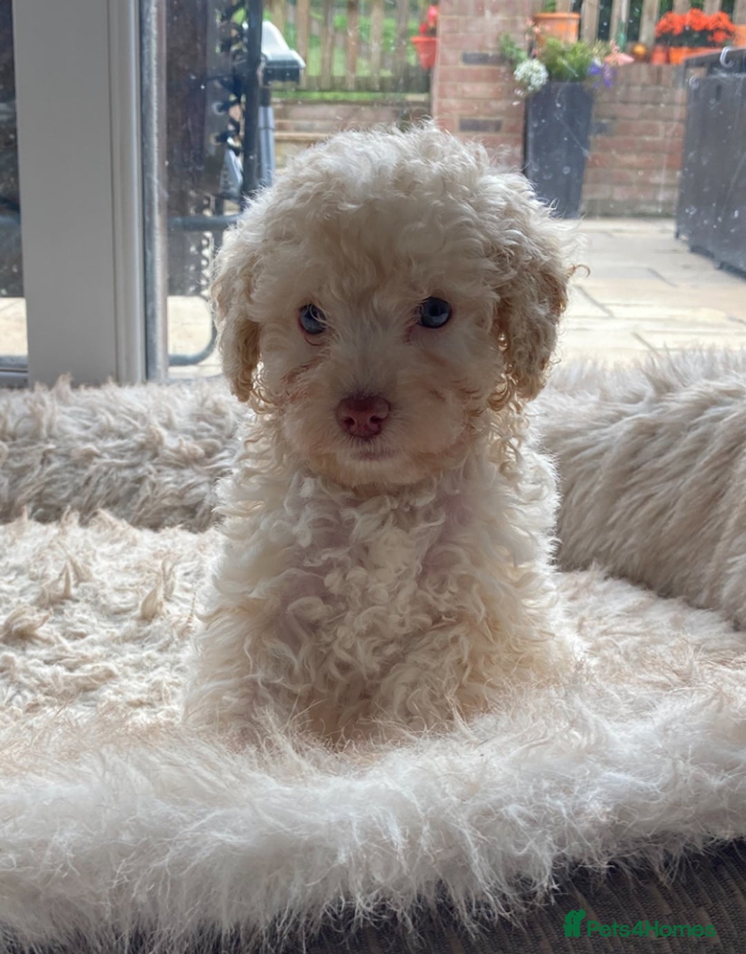 Cavapoo dogs for sale: Miniature poodle x cavapoo  - Image 2