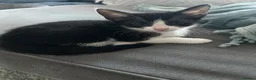 Mixed Breed cats for sale: Beautiful Tuxedo Male kittens in Erith - Advert 7