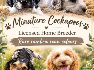 Cockapoo dogs F1 cockapoos licensed breeder - Advert 12