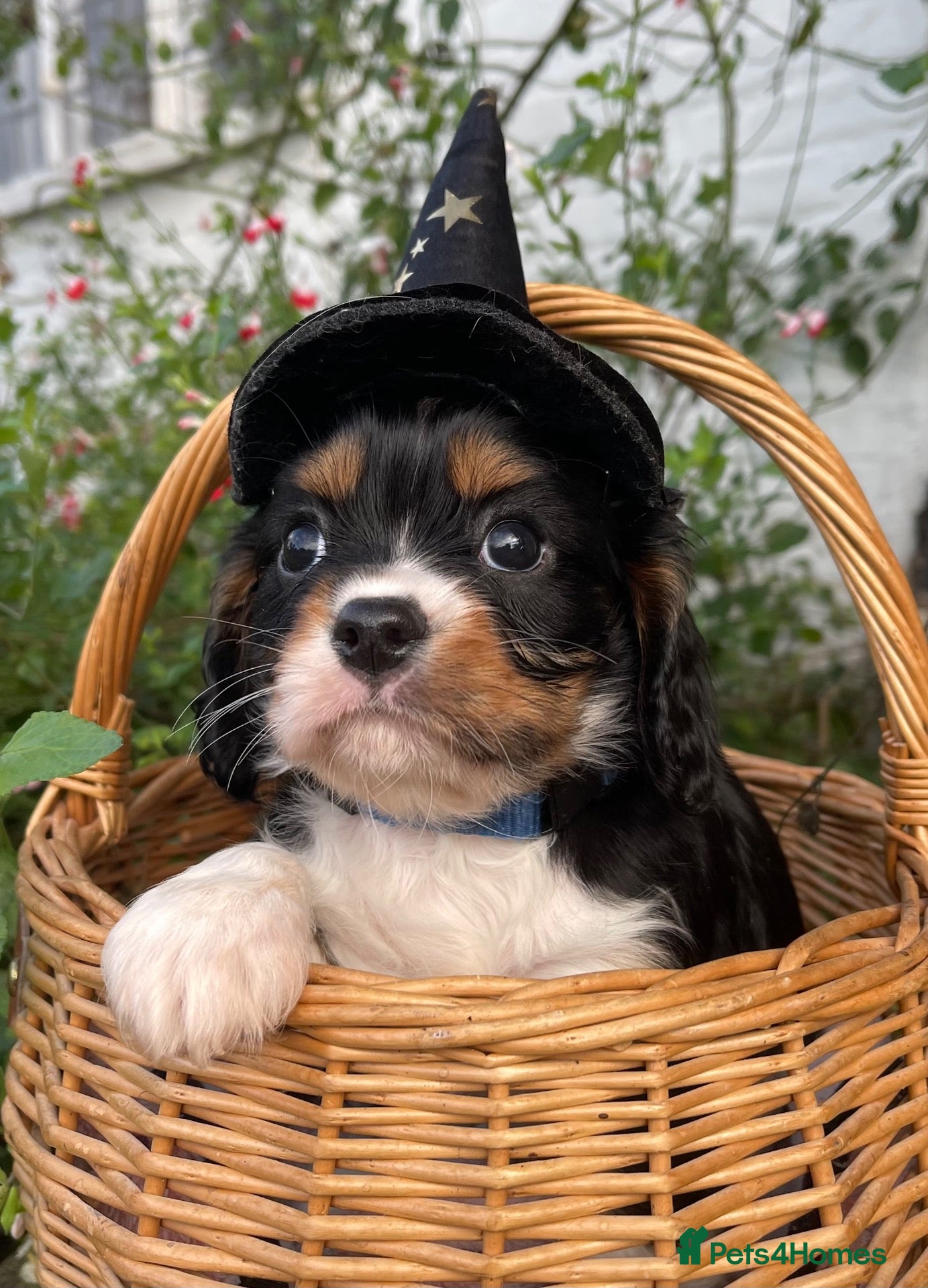 Cavalier King Charles Spaniel dogs for sale: Adorable RKC registered Health tested parents  - Advert 2