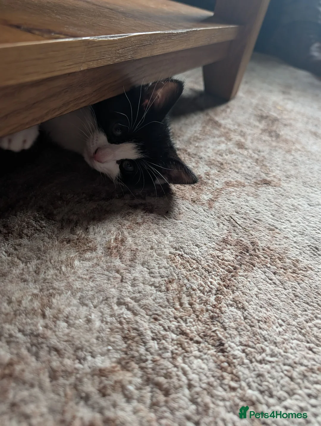 Mixed Breed cats for sale: Kittens for sale - Advert 2