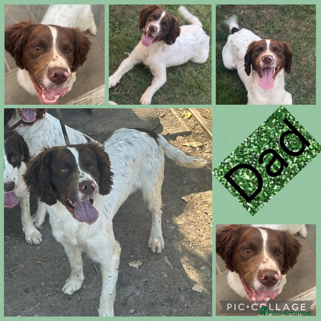 Sprocker dogs for sale: Puppies for Sale  - Advert 2