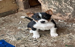 Mixed Breed dogs for sale: Border Jack Puppies (Border Collie X Jack Russel) - Image 28