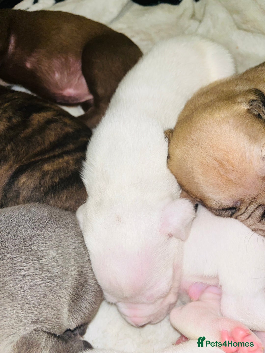 American Bull Staffy dogs for sale: Beautiful American bulldog x staff puppies   - Image 31