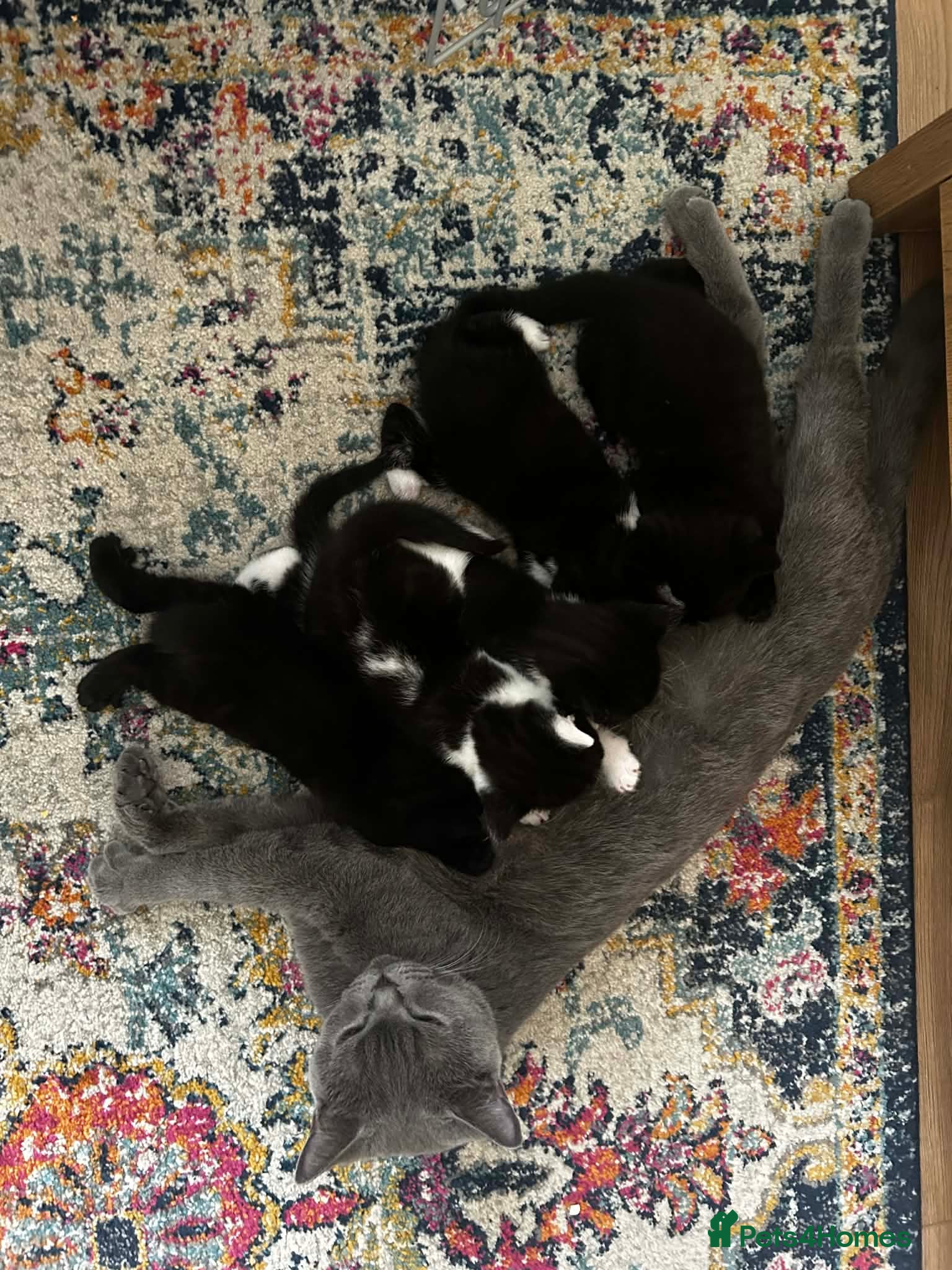 Mixed Breed cats Kittens  - Advert 2