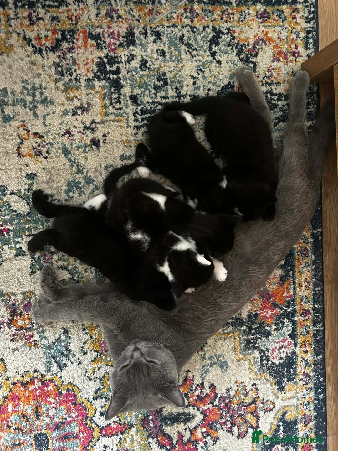 Mixed Breed cats for sale: Kittens  - Advert 1