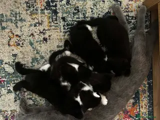 Mixed Breed cats Kittens - Advert 2