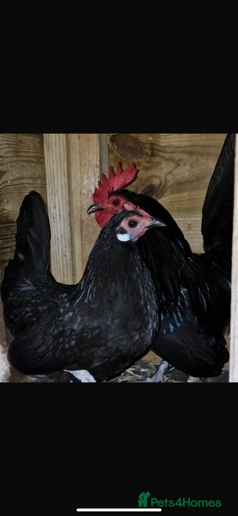 Chickens poultry Black Dutch Bantam pair - Advert 6