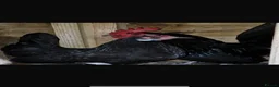 Chickens poultry for sale: Black Dutch Bantam pair - Advert 1