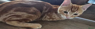 Ginger boy