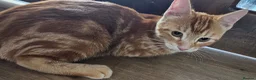 Siberian cats for sale: Stunning half Siberian kittens ready to be rehome. - Advert 10
