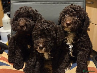 Cockapoo dogs Cockapoo - Advert 1