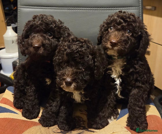 Cockapoo dogs Cockapoo - Advert 9