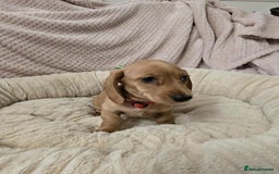 Miniature Dachshund dogs for sale: Miniature dachshunds  - Image 3