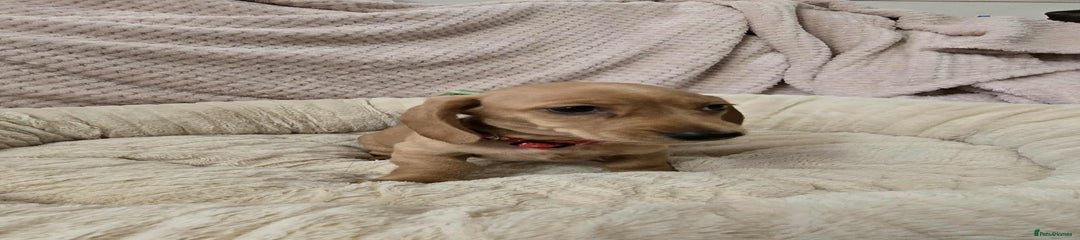 Miniature Dachshund Puppy 3