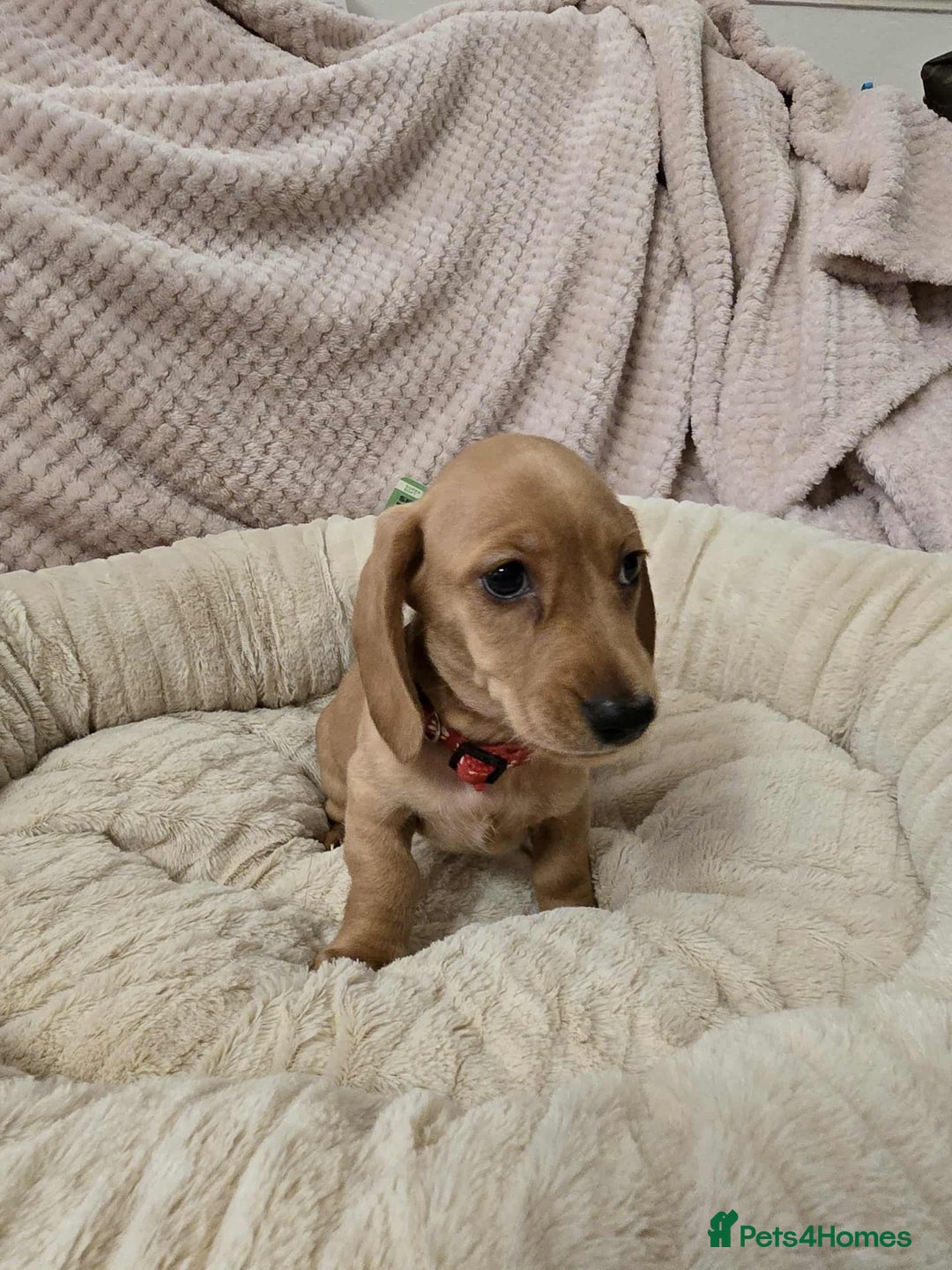 Miniature Dachshund dogs for sale: Miniature dachshunds  - Image 3