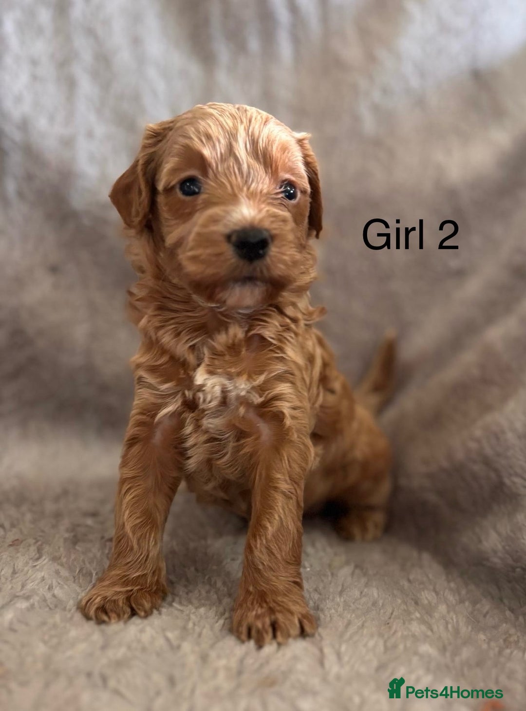 Maltipoo dogs for sale: F1B maltipoo - Image 1