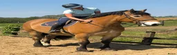 North Swedish Horse horses for sale: Stop Look and Appreciate - This Horse is Unreal  - Advert 3