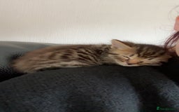 British Shorthair cats for sale: Male tabby kitten  - Image 3