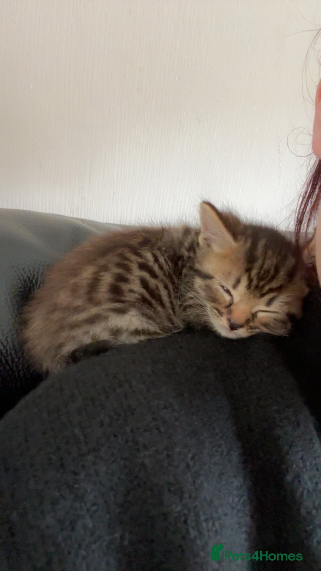 British Shorthair cats for sale: Male tabby kitten  - Image 3