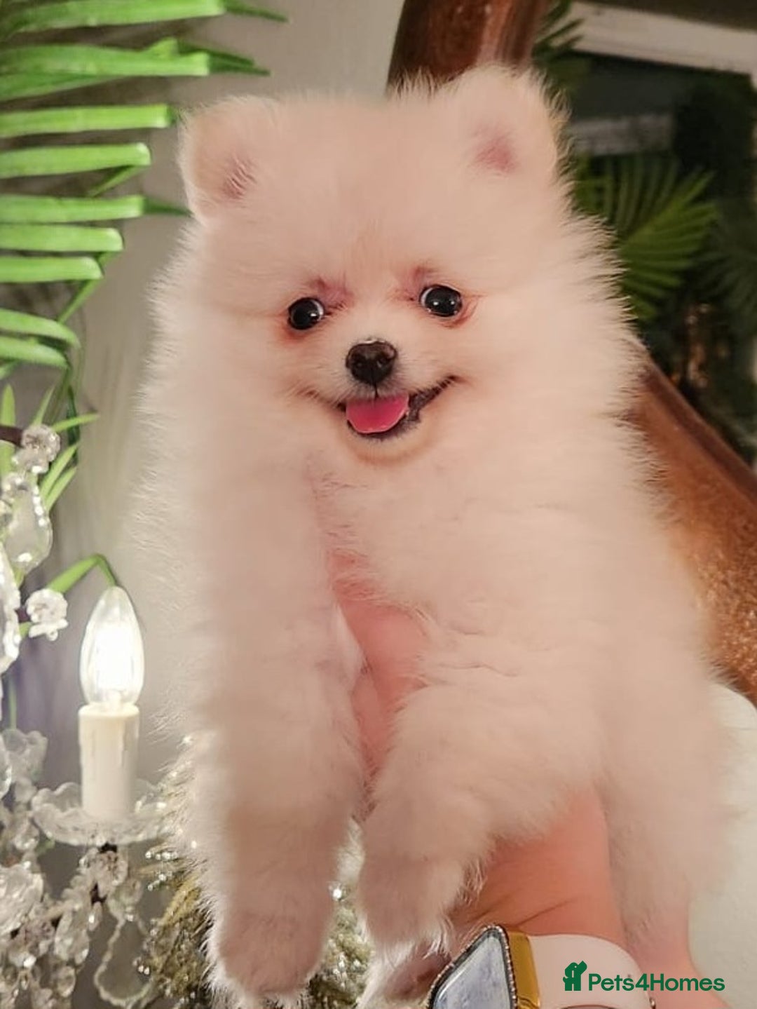 Pomeranian dogs for sale: K C registered beautiful Pomeranians - Advert 10
