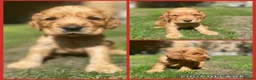 Cocker Spaniel dogs for sale: KC Reg Show Type Cocker Spaniel puppies - Advert 1