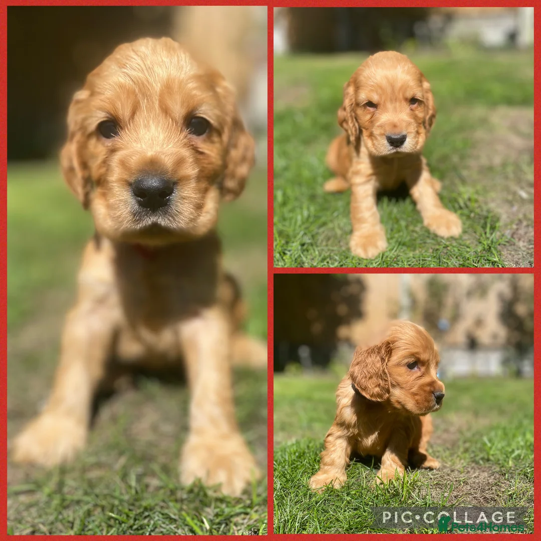Cocker Spaniel dogs for sale: KC Reg Show Type Cocker Spaniel puppies - Advert 1