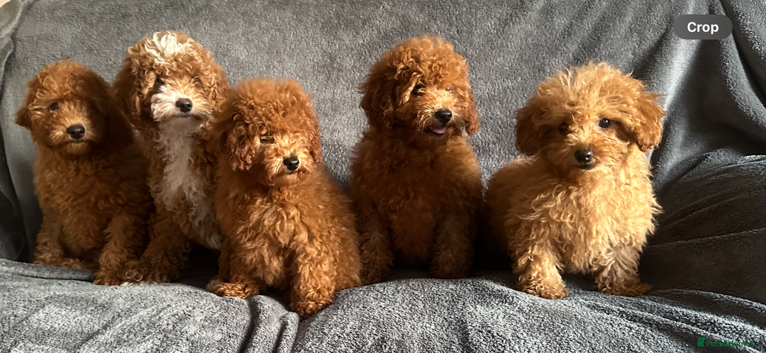 Poochon dogs for sale: Gorgeous Red Toy Poochon Pups fully health tested - Image 4