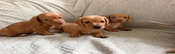 Miniature Dachshund dogs for sale: KC red and cream smooth miniature dachshunds  - Advert 11
