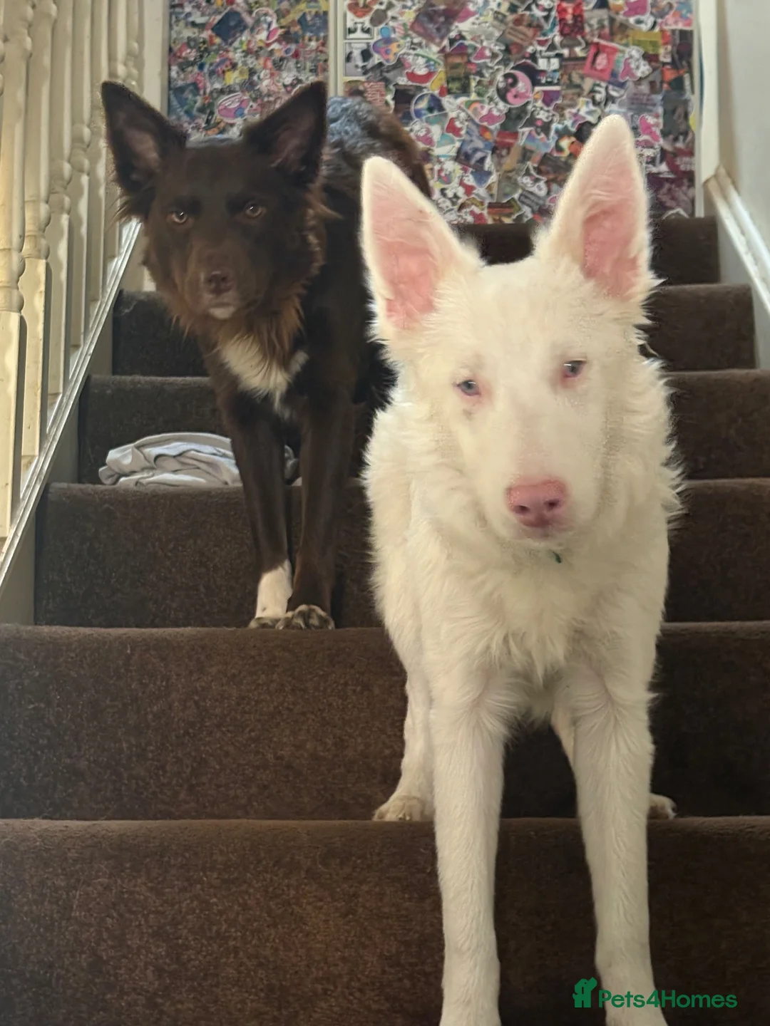 Mixed Breed dogs for sale: Loving Deaf collie cross looking for forever home in Bristol - Advert 5