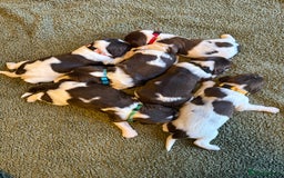 English Springer Spaniel dogs for sale: 🐶 6 x KC REG SPRINGER SPANIELS READY 30th OCT 🎃 - Image 5