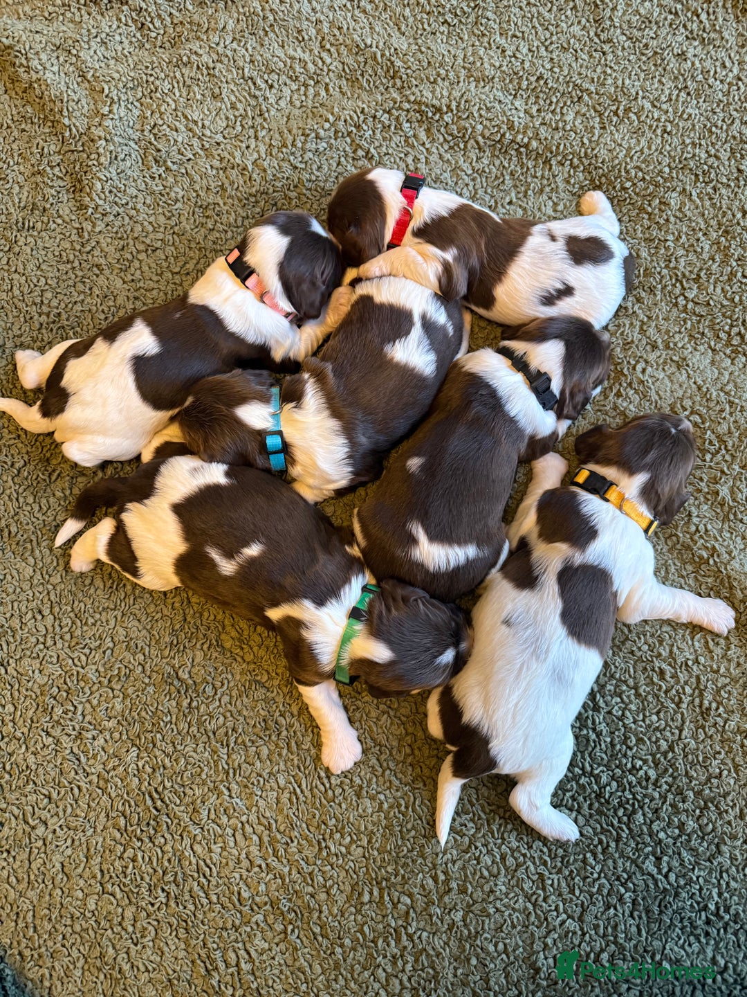 English Springer Spaniel dogs for sale: 🐶 6 x KC REG SPRINGER SPANIELS READY 30th OCT 🎃 - Image 5