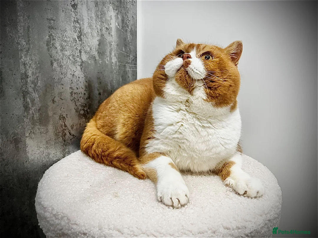 Brazilian Shorthair cats for stud: Red bicolour proven stud  - Advert 1