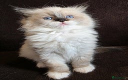 Ragdoll cats for sale: Adorable Seal Point Bicolour Ragdoll Kittenss - Advert 4