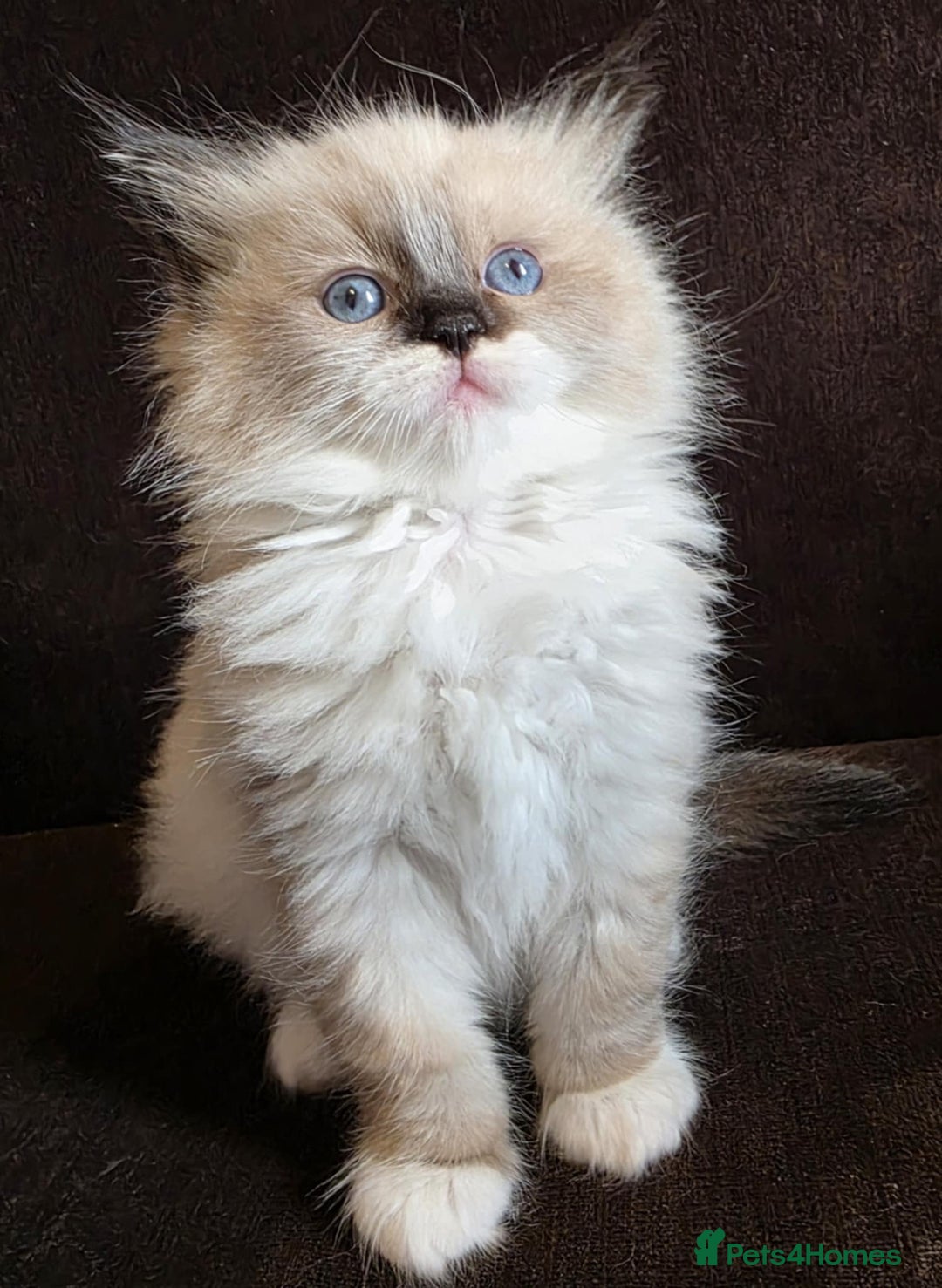 Ragdoll cats for sale: Adorable Seal Point Bicolour Ragdoll Kittenss - Advert 4