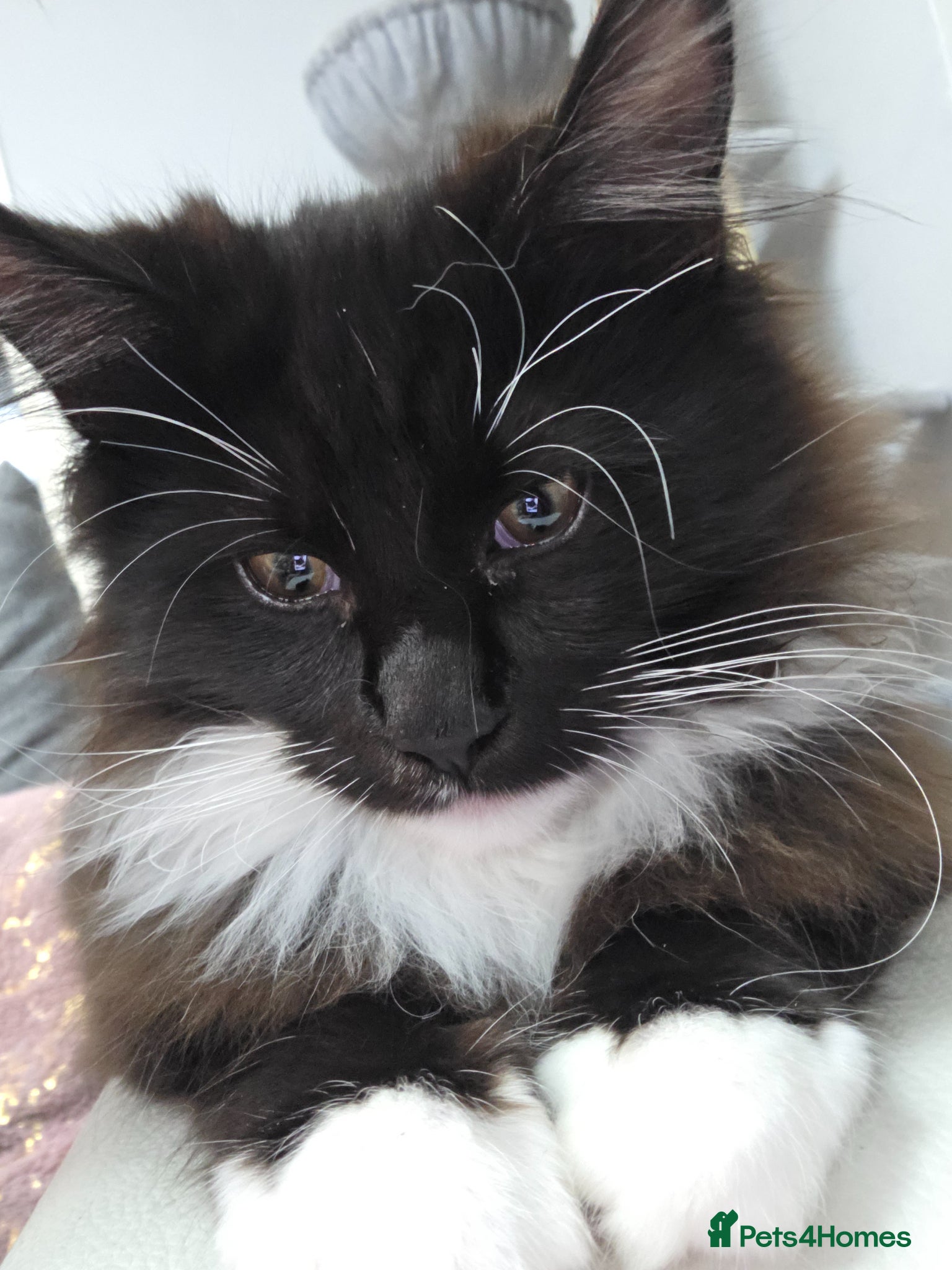 Maine Coon cats Pedigree Maine Coon Kittens for Sale - Advert 1
