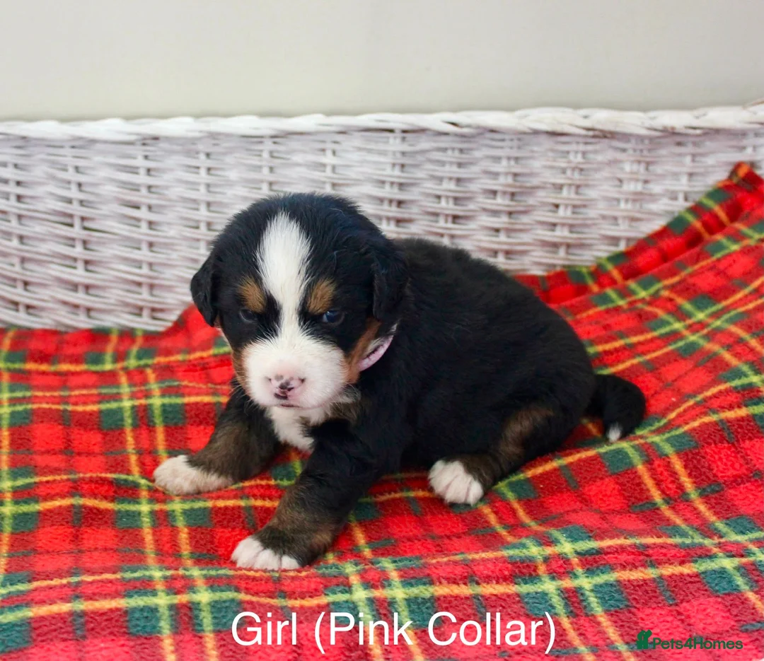 Bernese Mountain Dog dogs for sale: Beautiful Bernese Mountain Dog Puppies - Advert 2